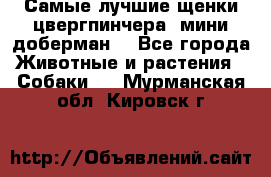 Самые лучшие щенки цвергпинчера (мини доберман) - Все города Животные и растения » Собаки   . Мурманская обл.,Кировск г.